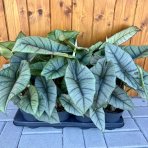 Alokázia (Alocasia) 'PLATINUM' - výška 25-35 cm, kont. C1L